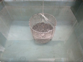 密度試験（粗骨材）